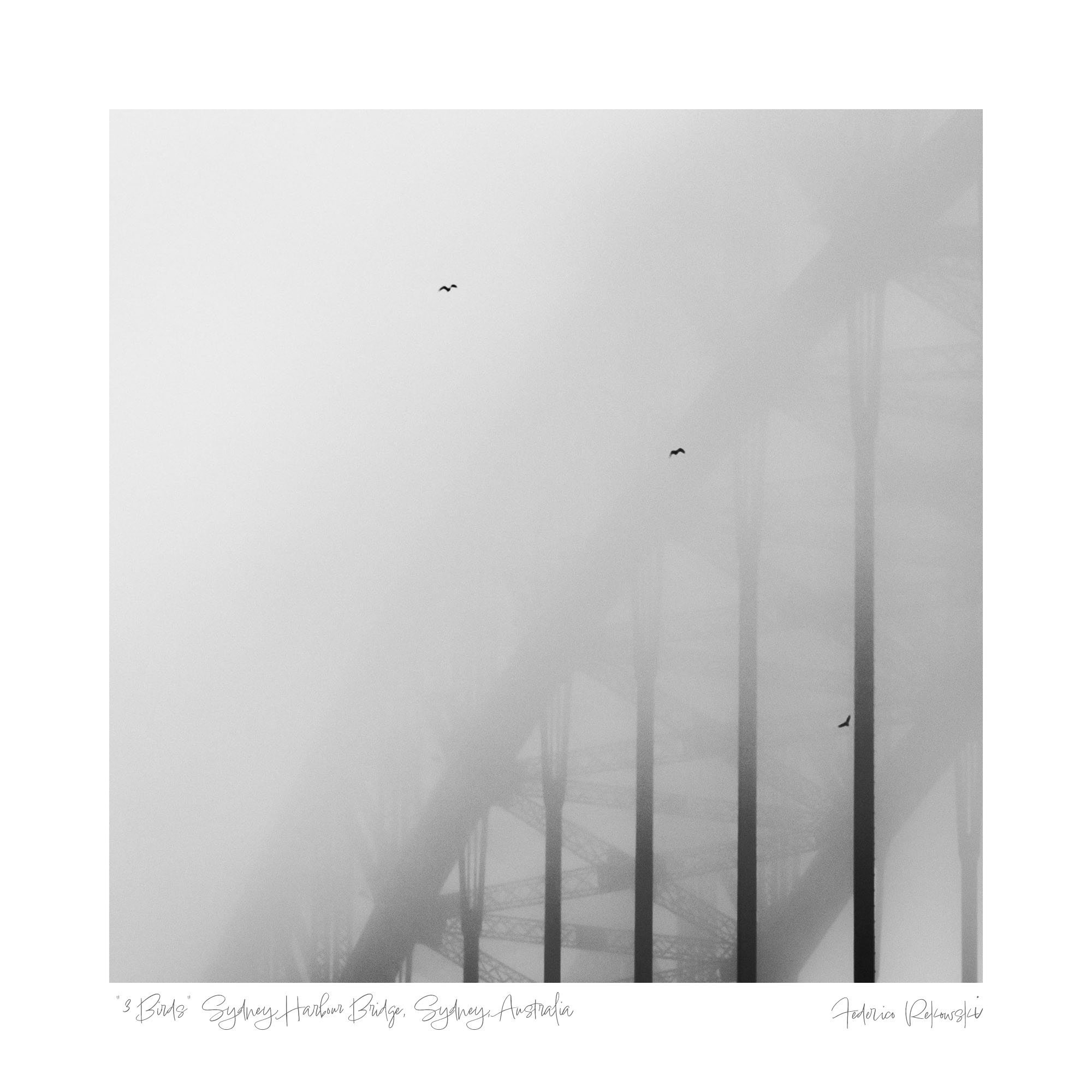 Black and white image of two birds flying amidst the obscured metalwork of the Sydney Harbour Bridge in heavy fog.