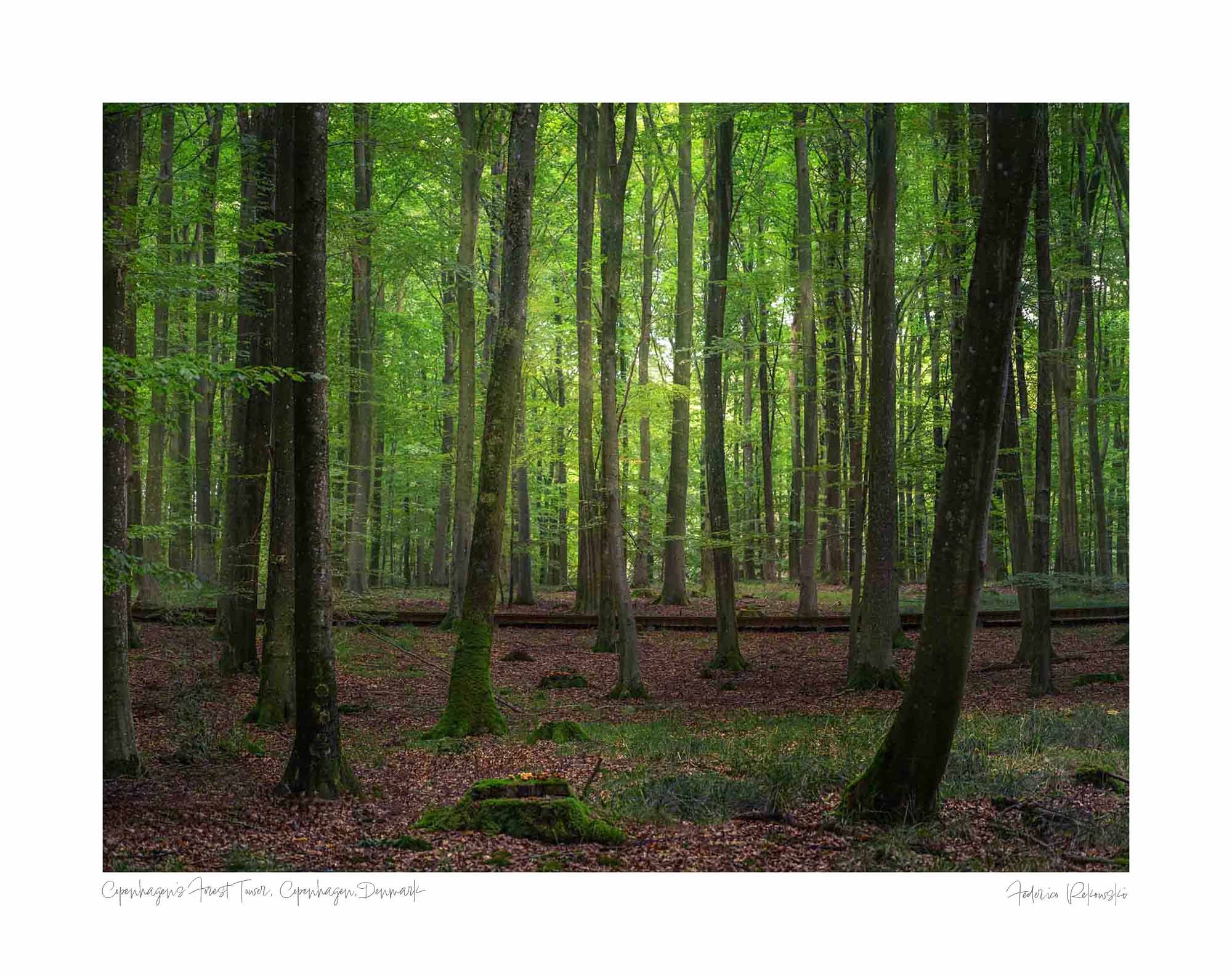 A serene forest with sunlight filtering through the canopy, highlighting the greenery and the peacefulness of the woodland near Copenhagen's Forest Tower.