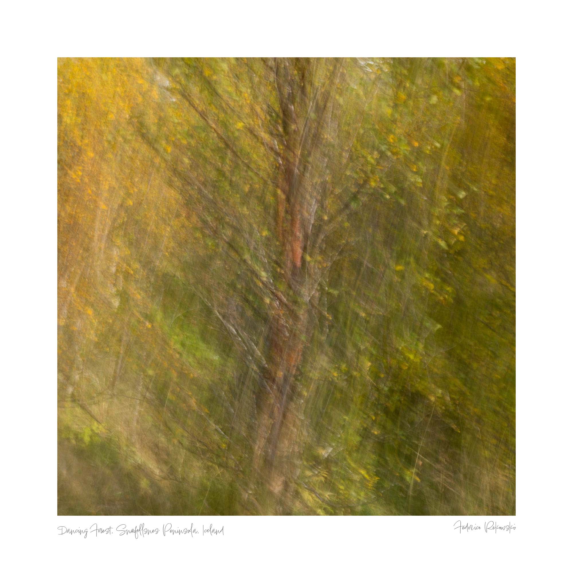 Abstract, motion-blurred image of autumnal trees in the Snæfellsnes Peninsula, creating a painterly effect in warm hues.