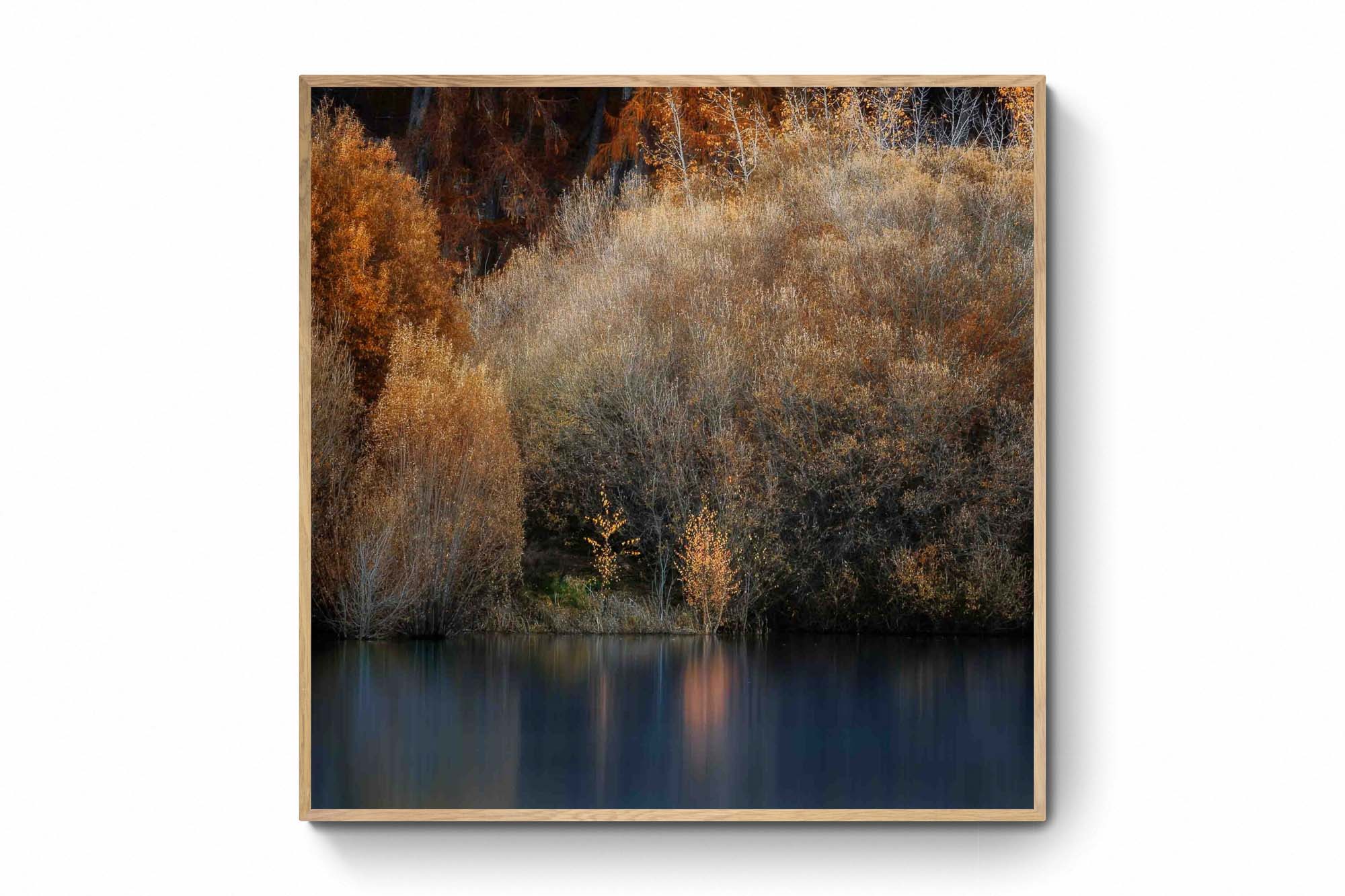 Golden autumn foliage by the peaceful shores of Lake Tekapo, New Zealand, with reflections in the calm water.