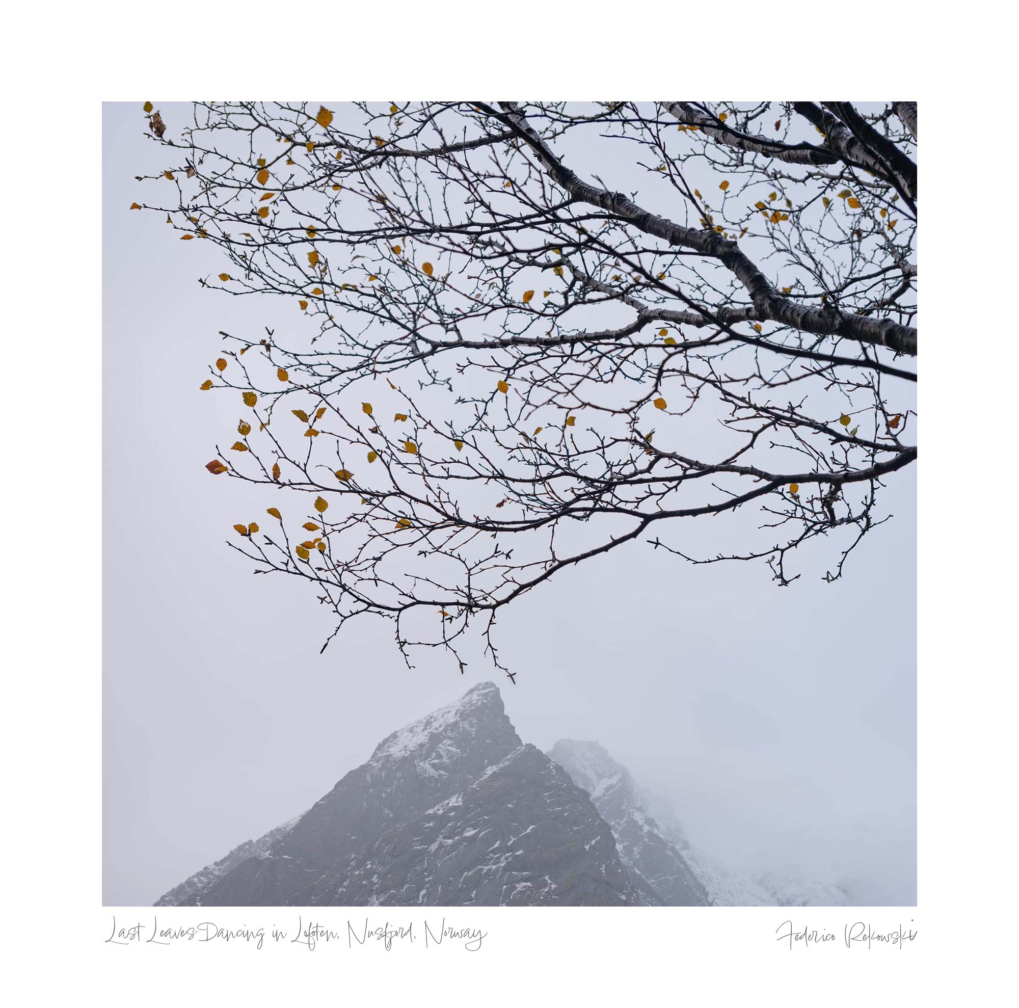 Bare tree branches with a few yellow leaves contrasted against the foggy silhouette of a mountain peak in Lofoten.