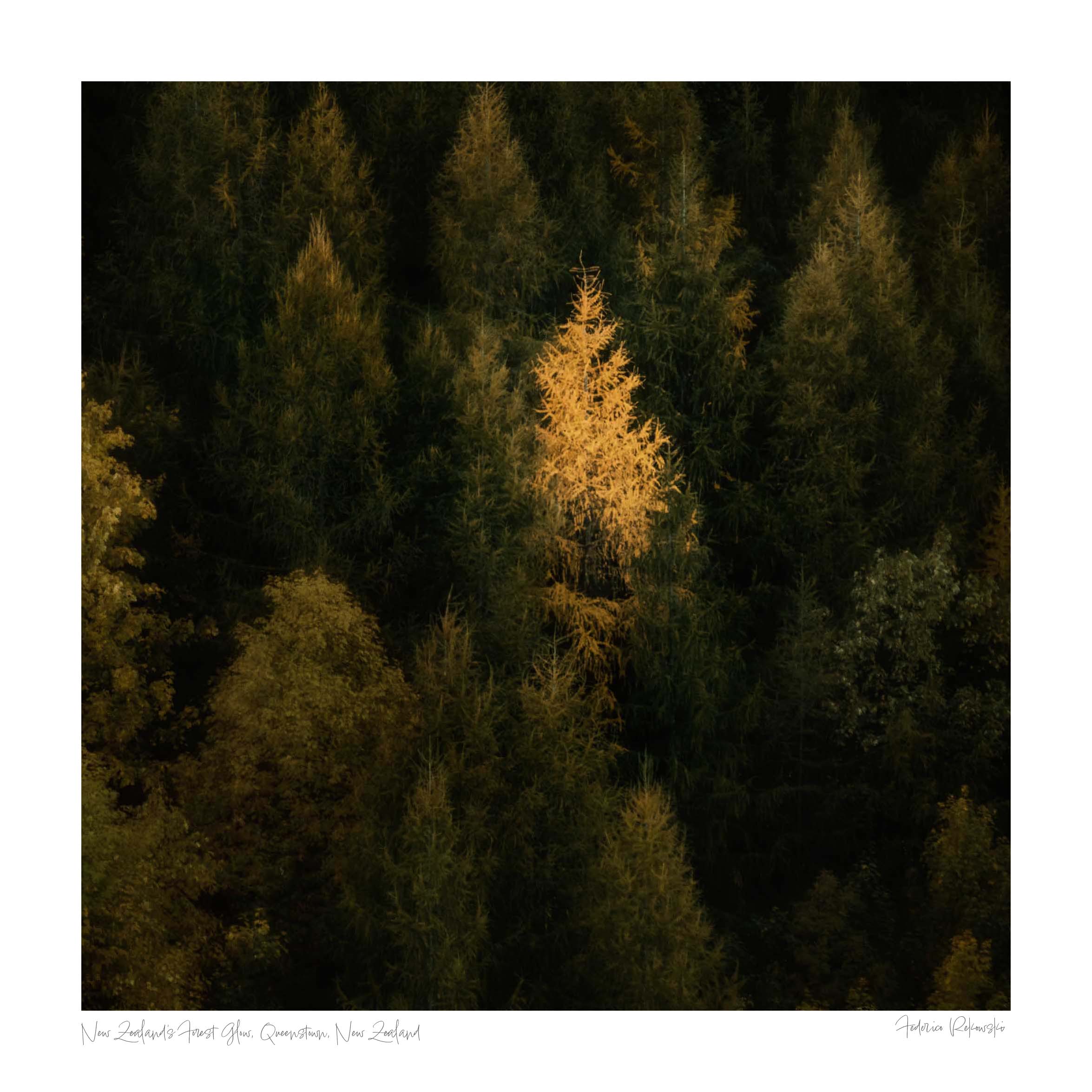 A single tree stands illuminated in gold against the dark green backdrop of a dense forest in New Zealand.