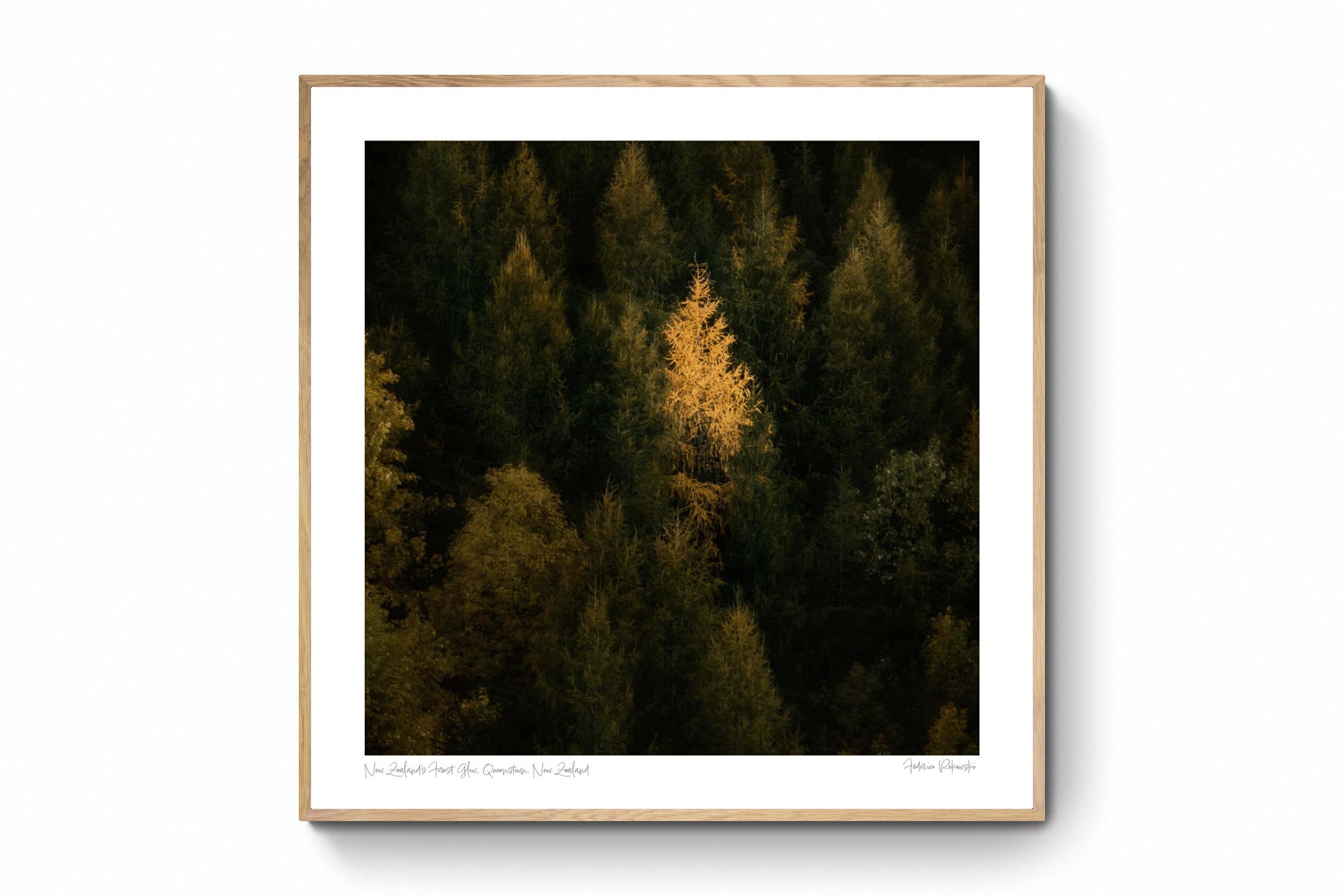 A single tree stands illuminated in gold against the dark green backdrop of a dense forest in New Zealand.