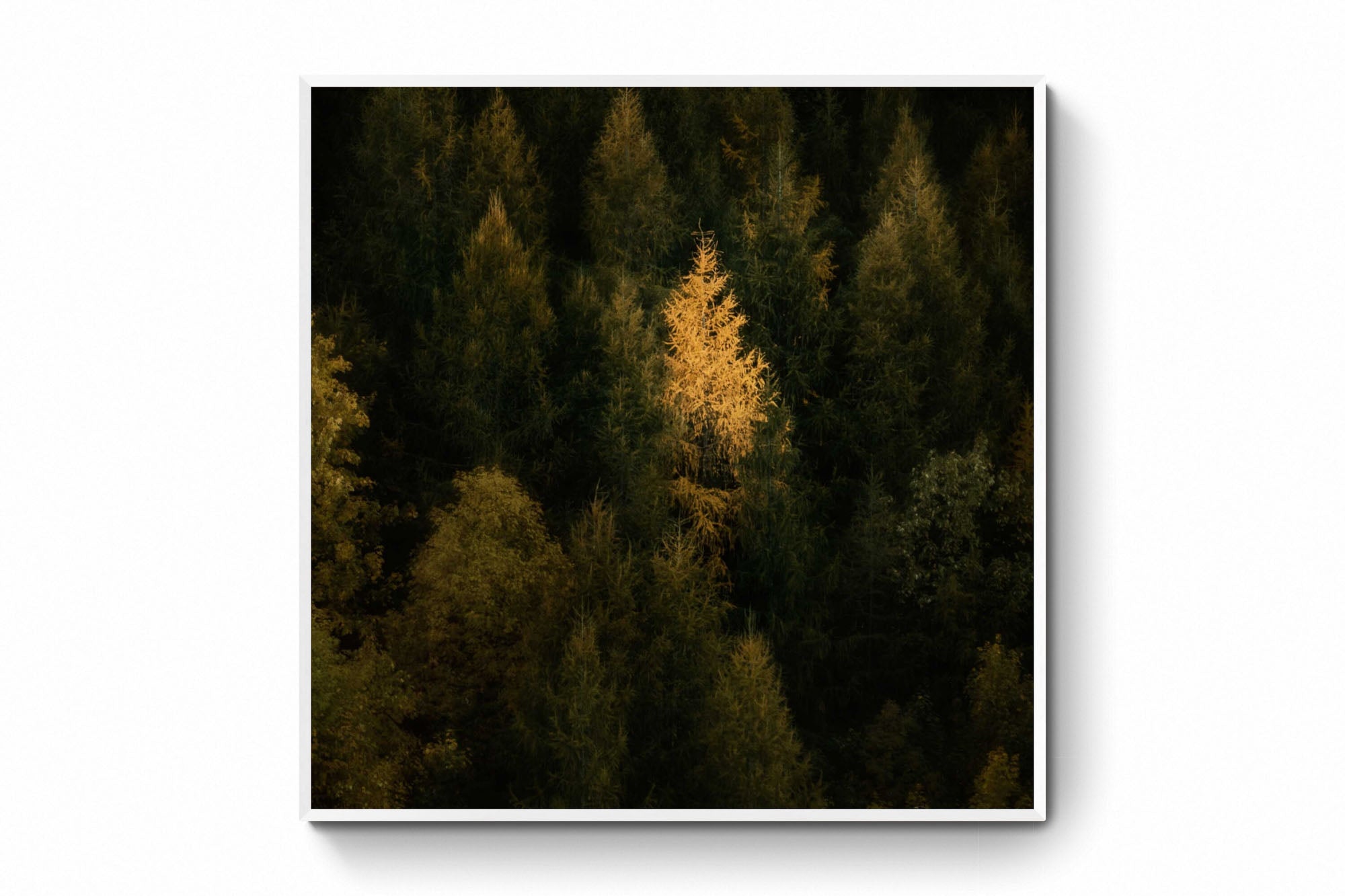 A single tree stands illuminated in gold against the dark green backdrop of a dense forest in New Zealand.