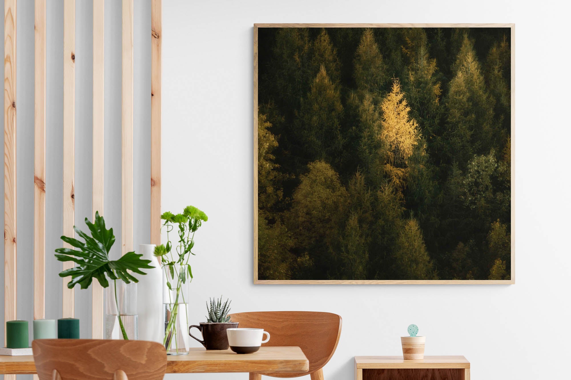 A single tree stands illuminated in gold against the dark green backdrop of a dense forest in New Zealand.