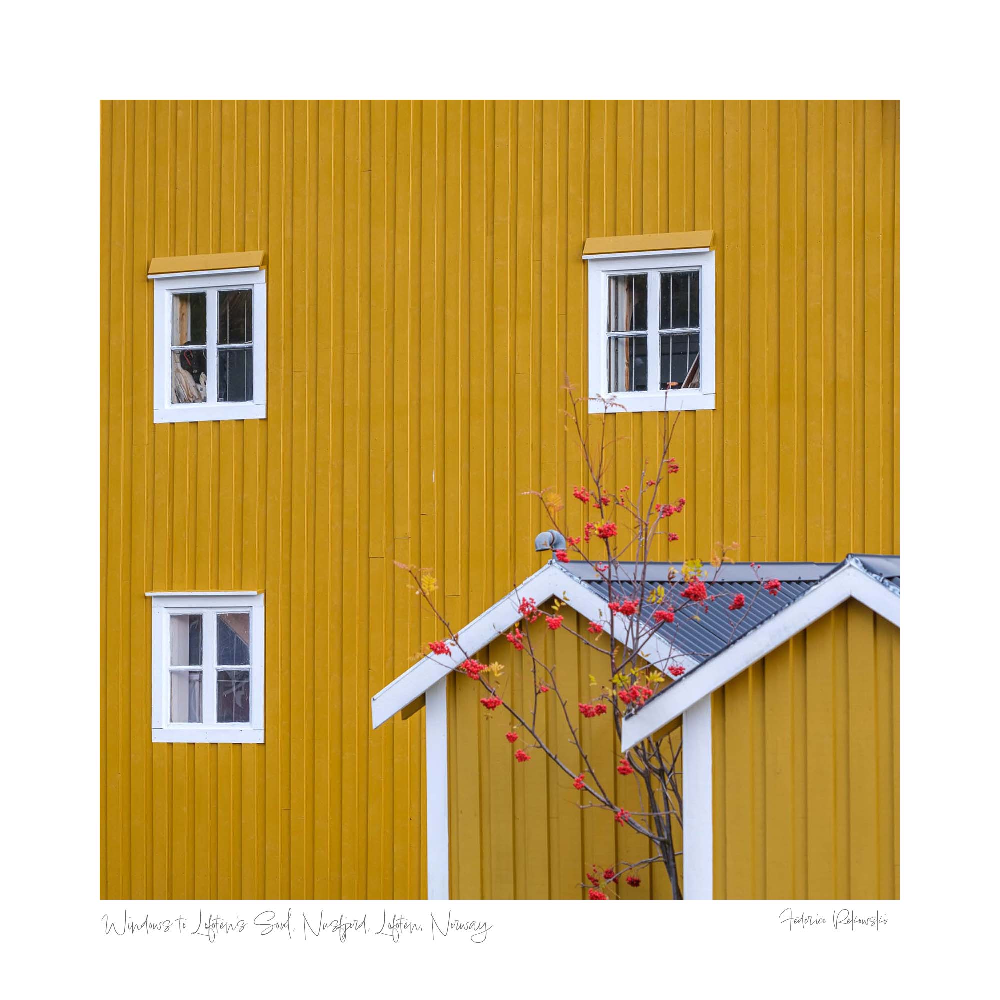 Close-up of a yellow wooden house with white windows and red berry branches in Nusfjord, Lofoten, Norway. Frame as fine art print