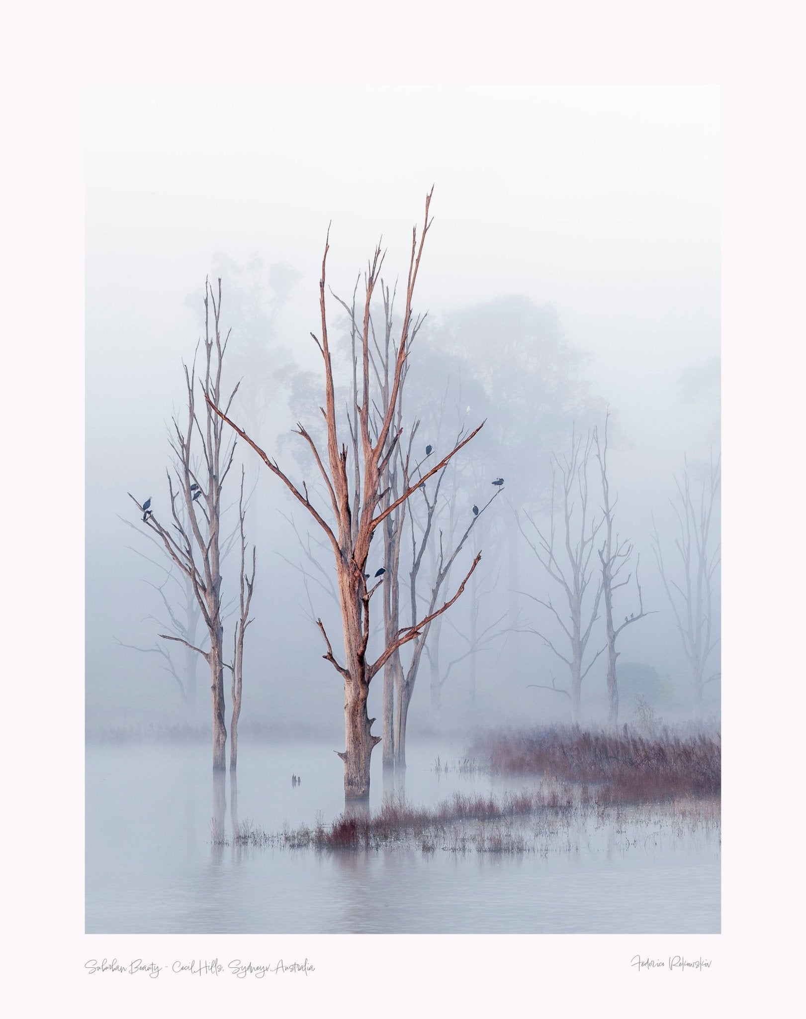 Suburban Beauty - Cecil Hills, Sydney, Australia