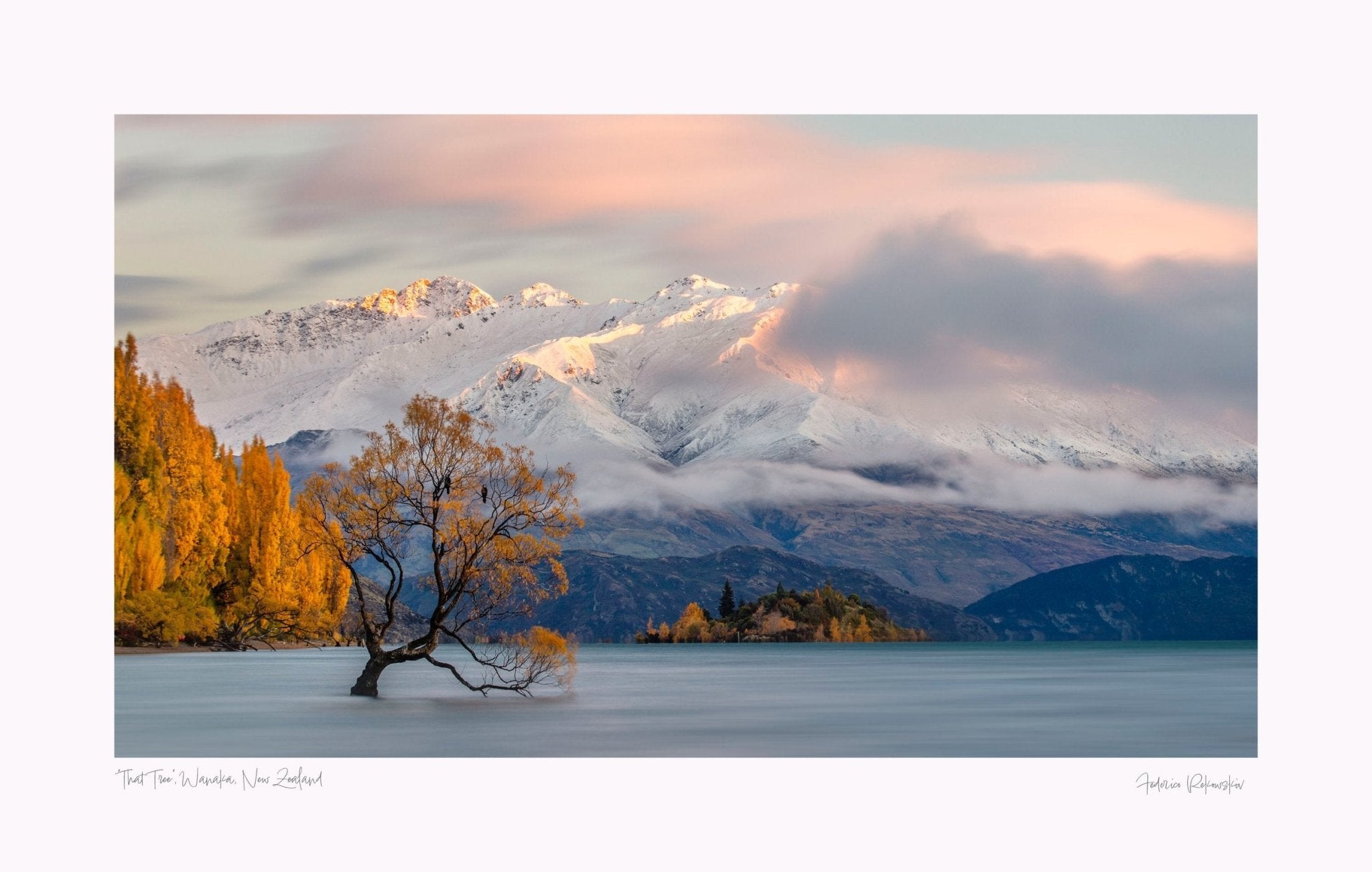 "That Tree" Wanaka, New Zealand.